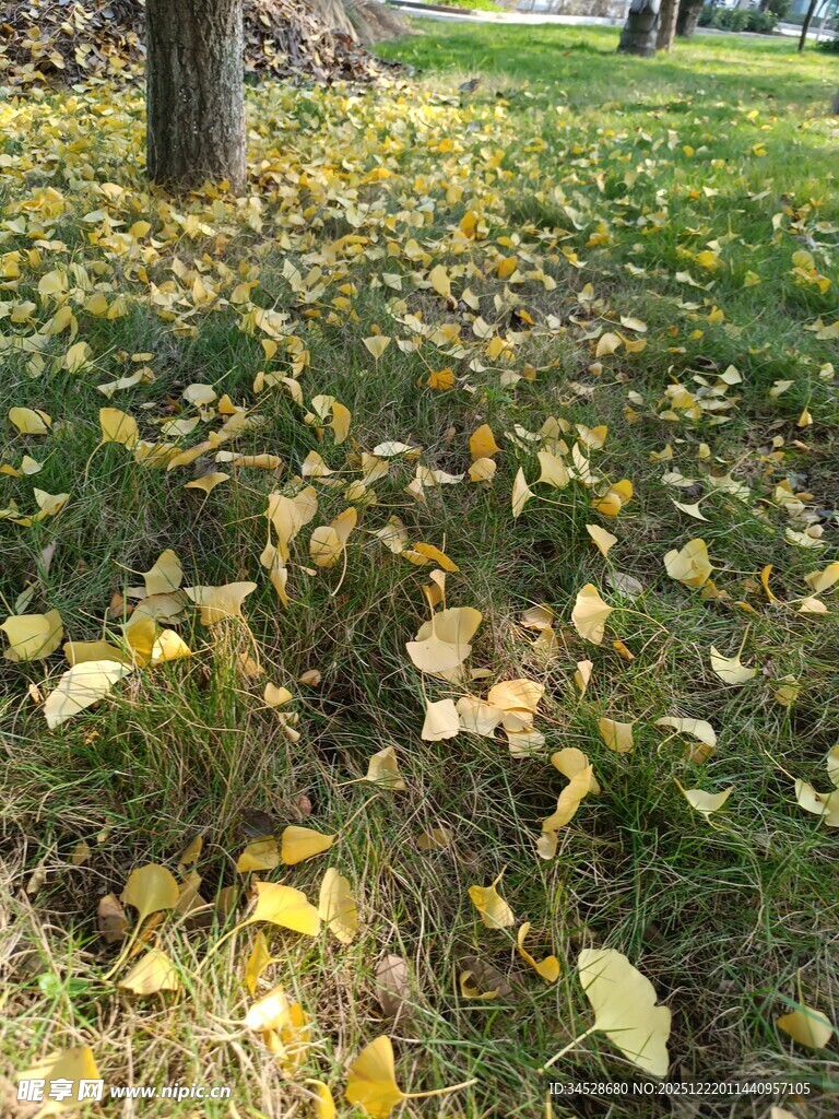 秋日树下落叶美景