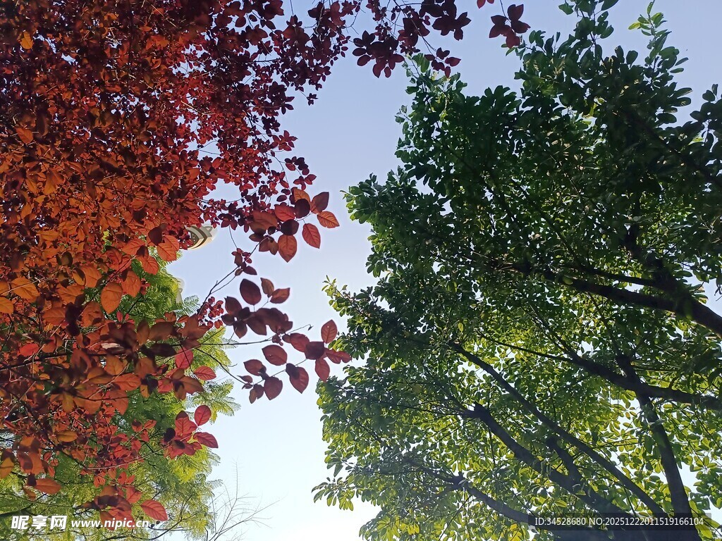 秋日多彩树叶景观