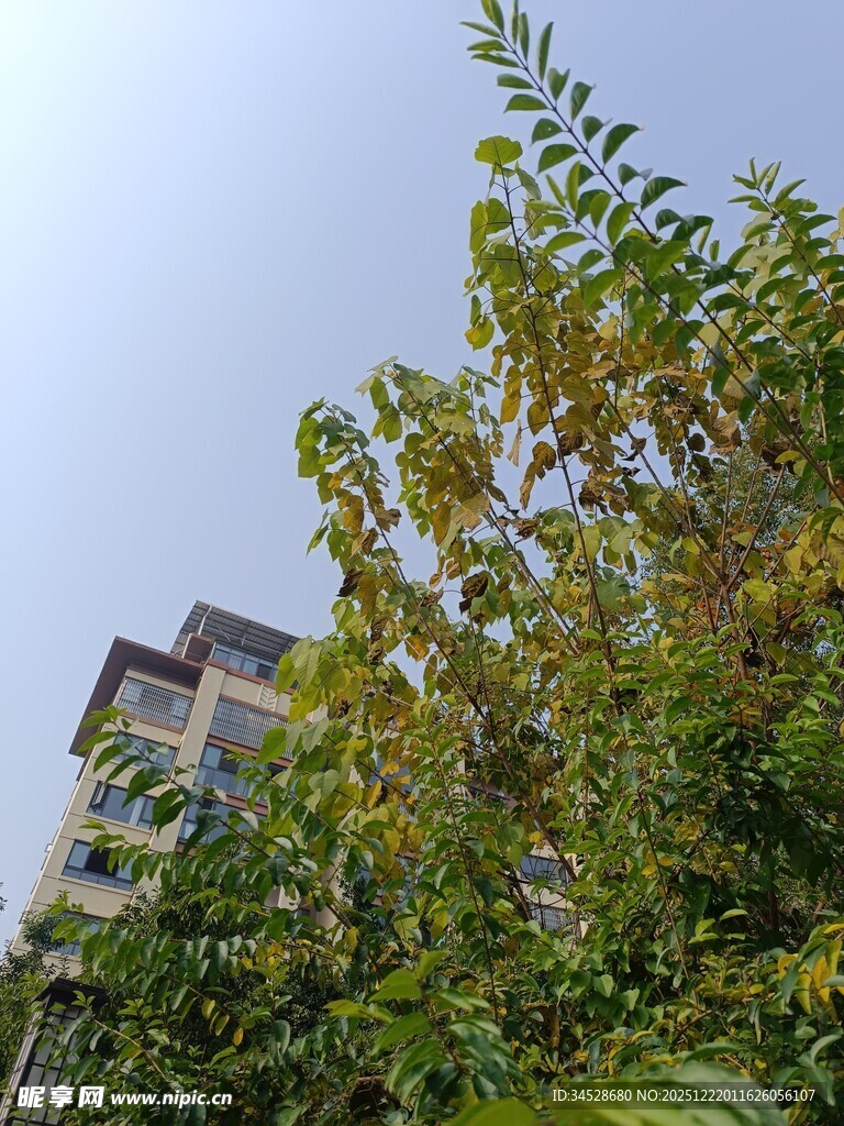 绿叶掩映下的楼房一角