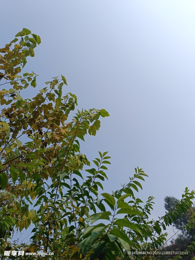 仰视葱郁枝叶蓝天