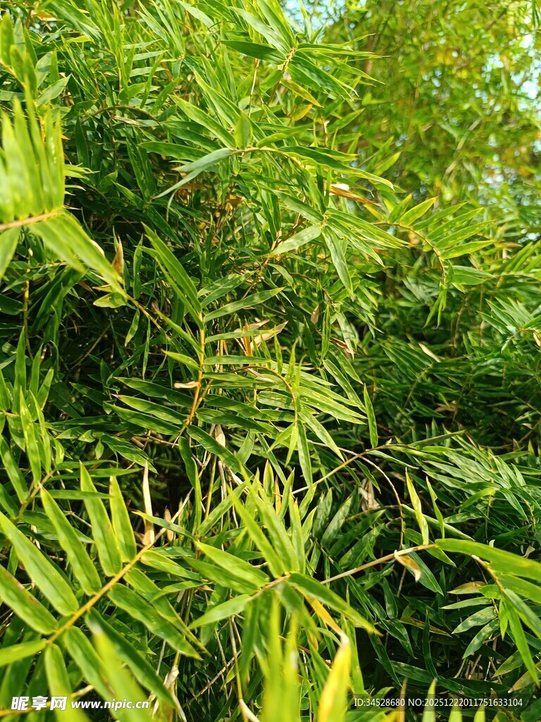 翠绿繁茂的热带植物景观