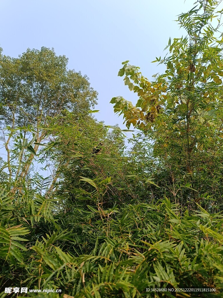 茂密树林绿意盎然