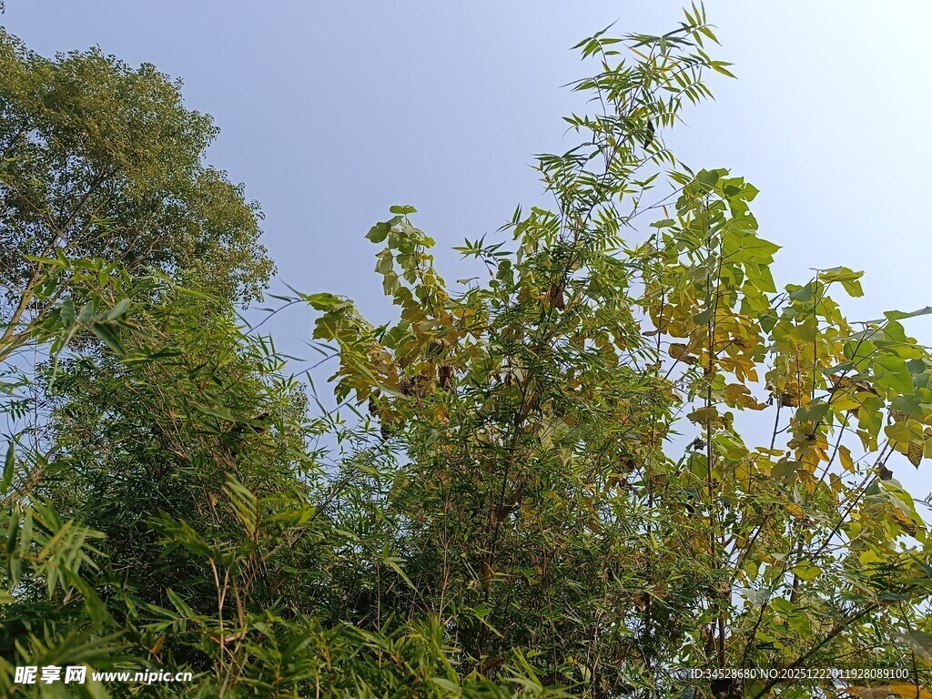 蓝天映衬下的葱郁树木