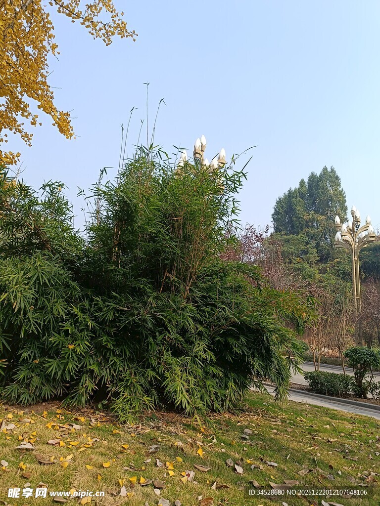 秋日公园绿植景观
