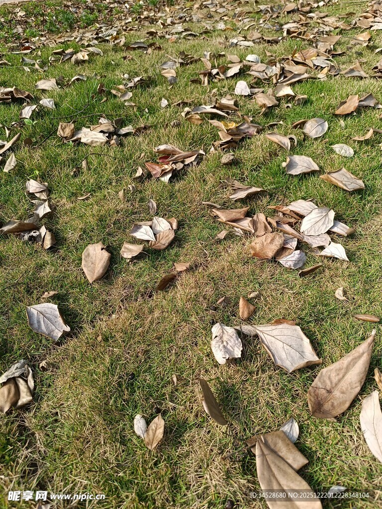 草地上散落的多彩枯叶
