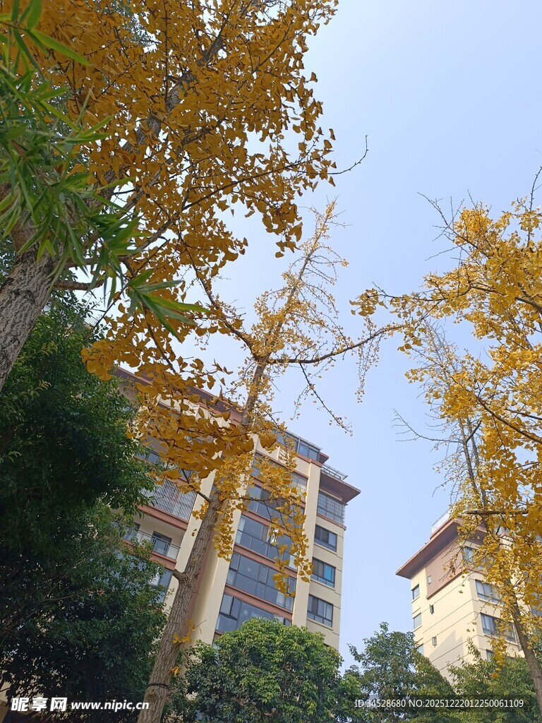 秋日黄叶映高楼