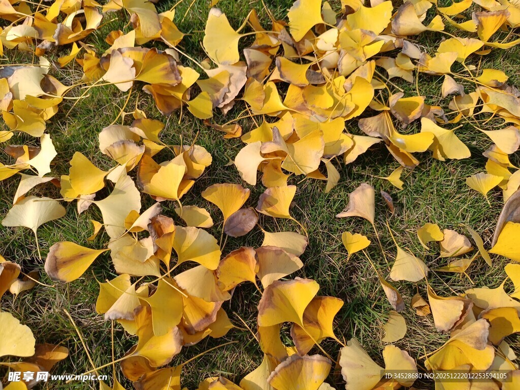 银杏落叶铺就秋日美景