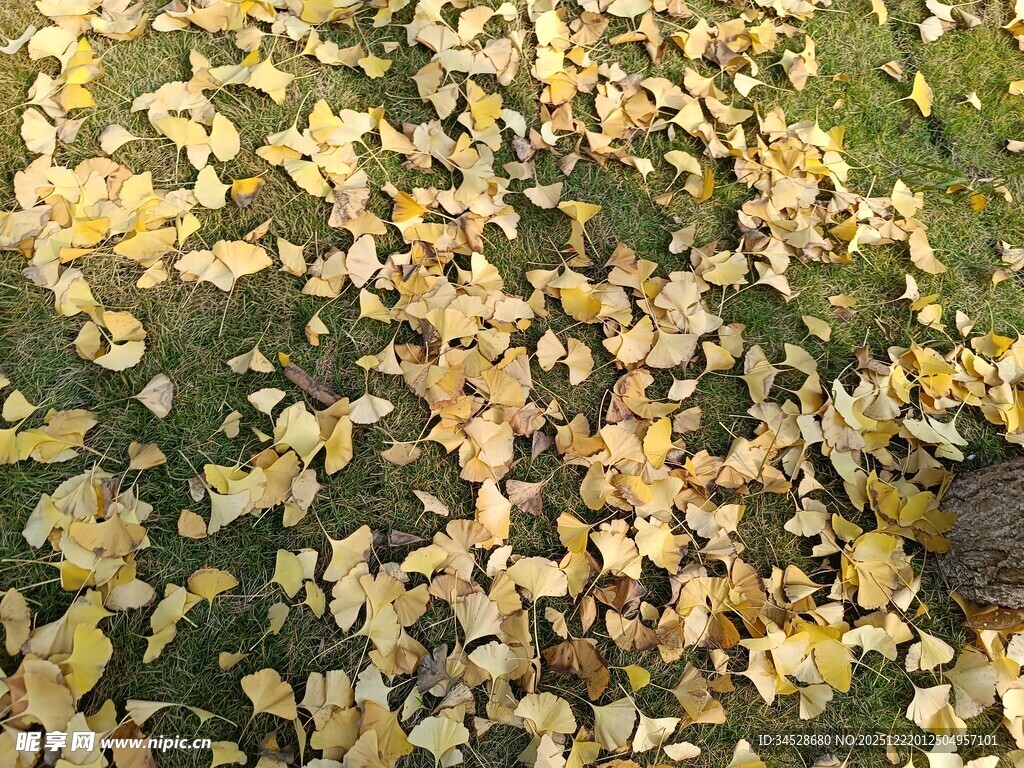 金黄落叶铺就秋日美景