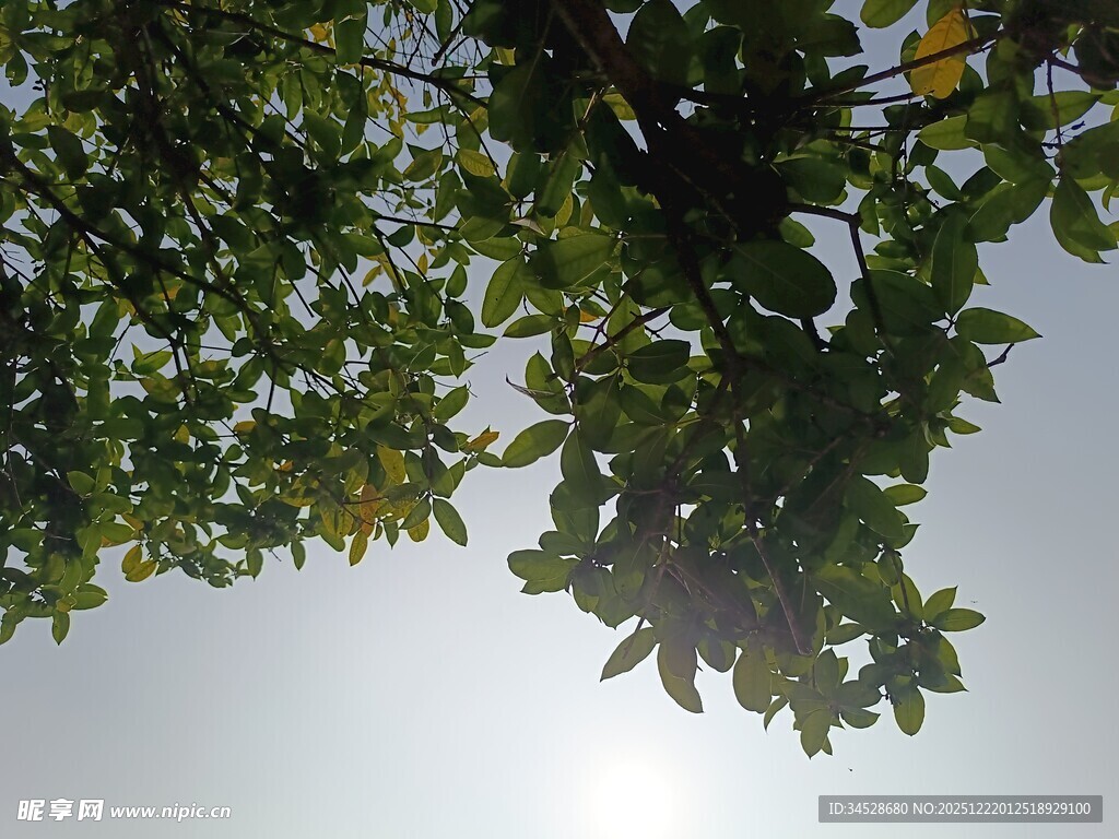 仰视繁茂枝叶