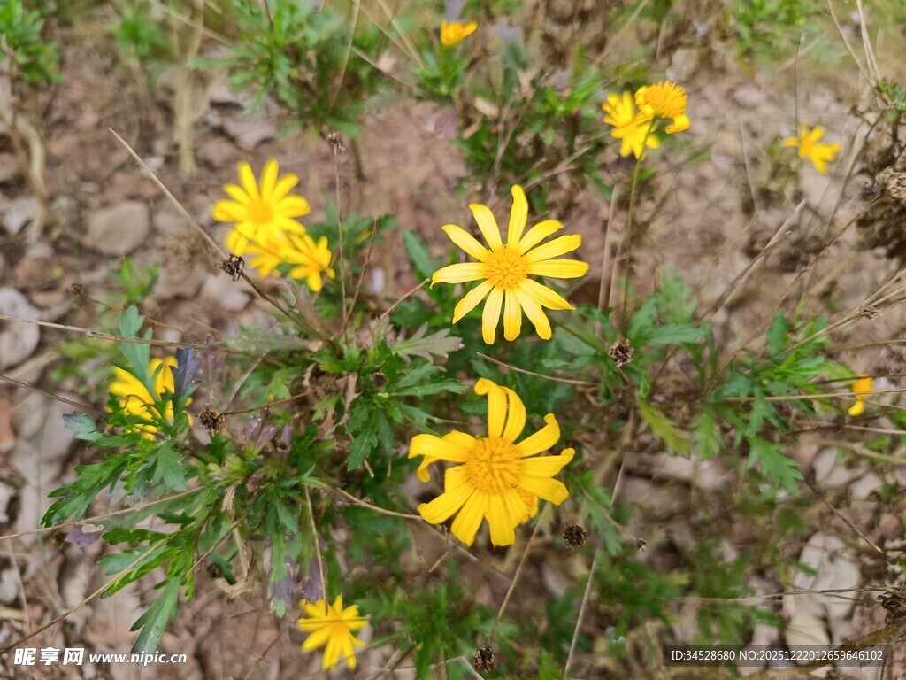 野外绽放的黄色小花