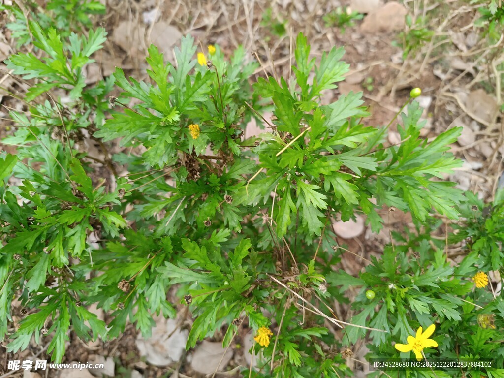 石缝间的绿色小花