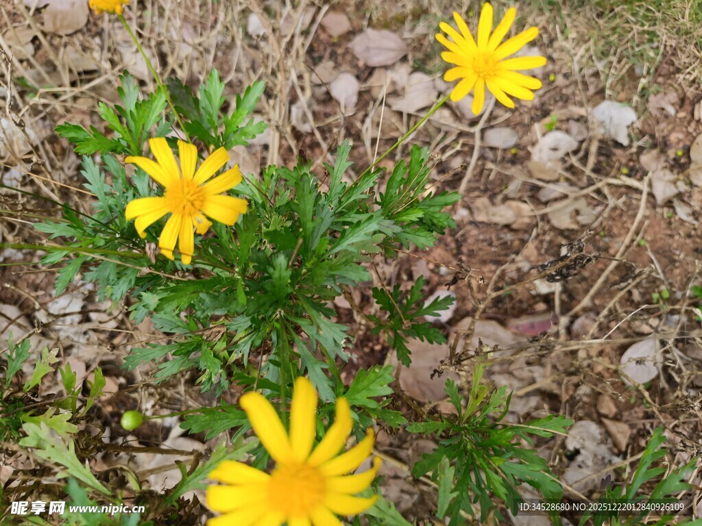地面绽放的黄色小花
