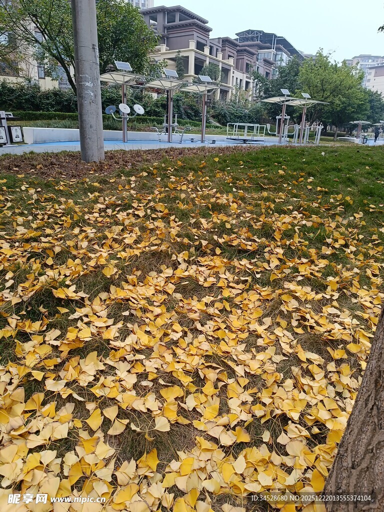 金黄落叶铺满地面的美景