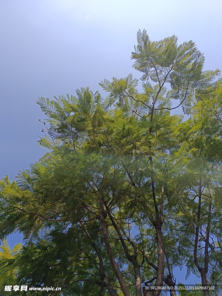 蓝天映衬下的葱郁树木