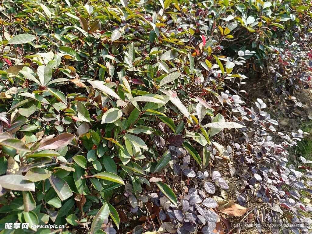 茂密绿植景观