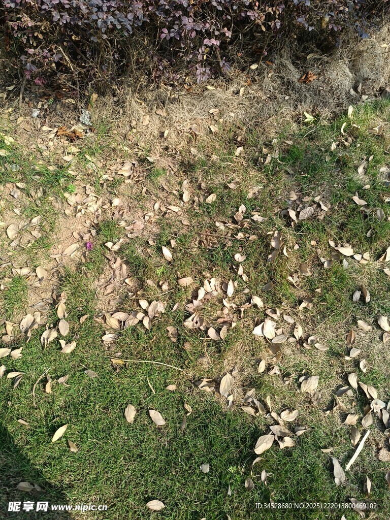 地面散落枯叶的自然景象