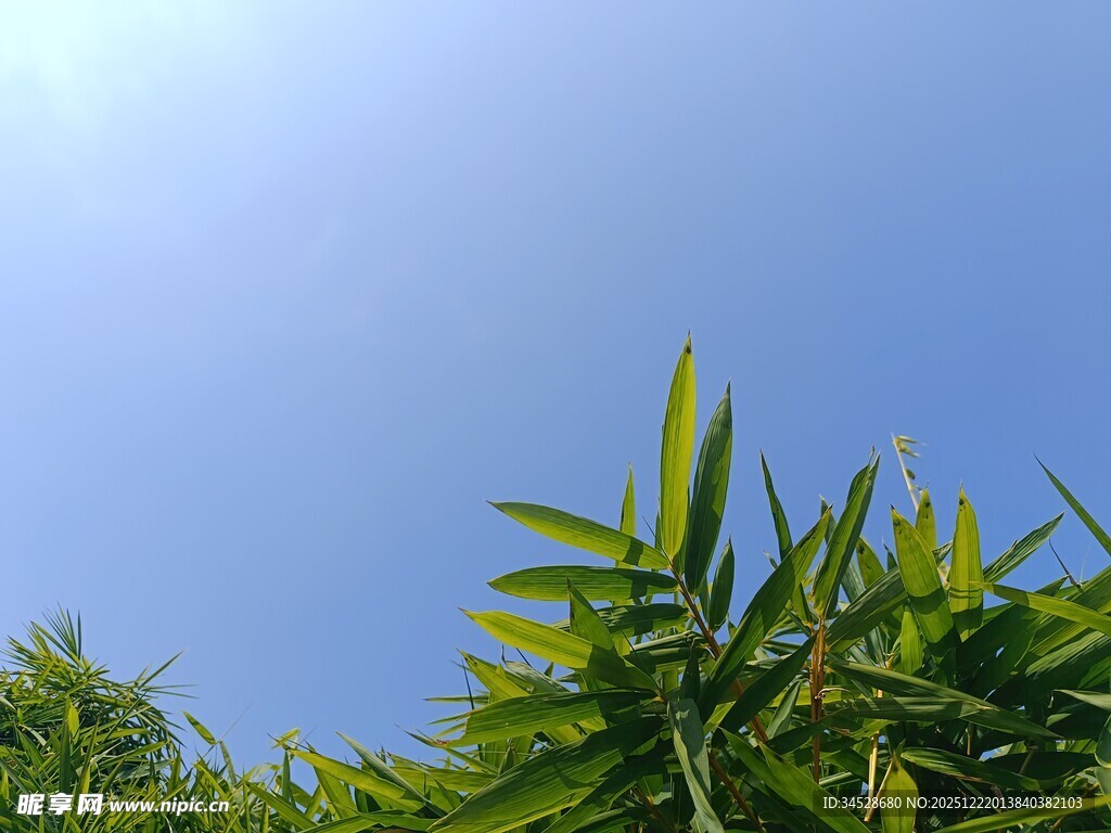 蓝天映衬下的翠绿竹叶