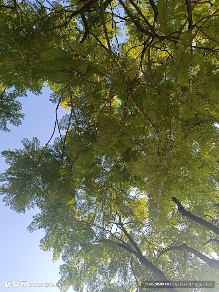 仰视繁茂枝叶与蓝天