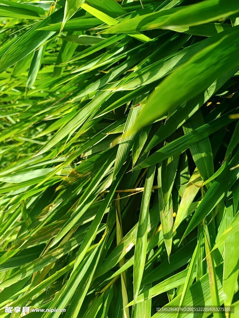 翠绿茂盛的鲜嫩青草