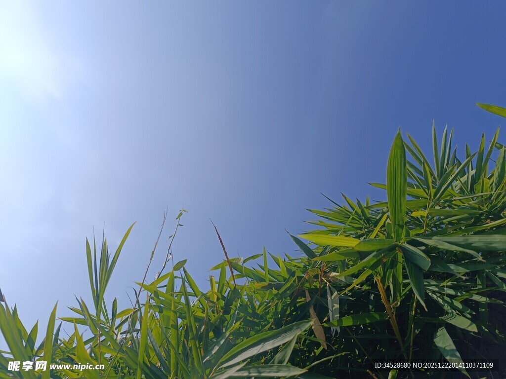 蓝天之下的翠绿植物