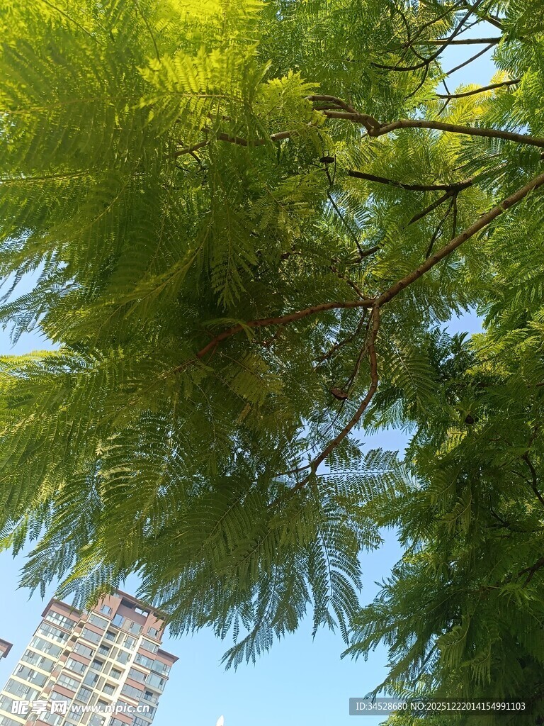 仰视绿树与高楼景观