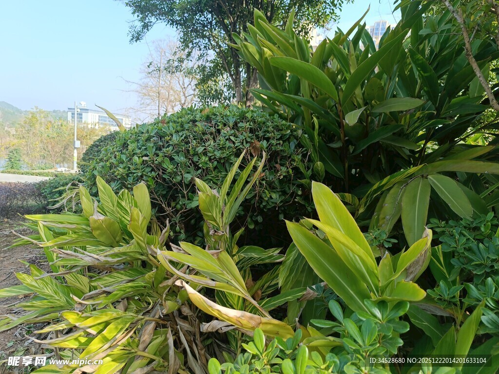 花园中的多样绿植景观