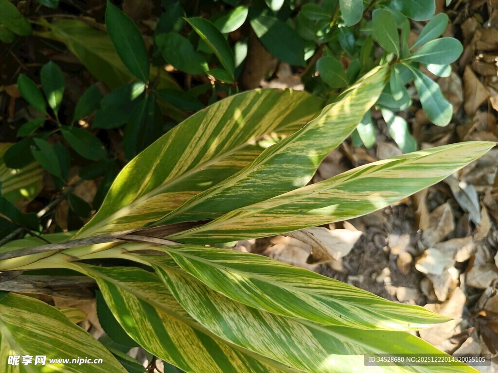 黄绿相间叶片的植物