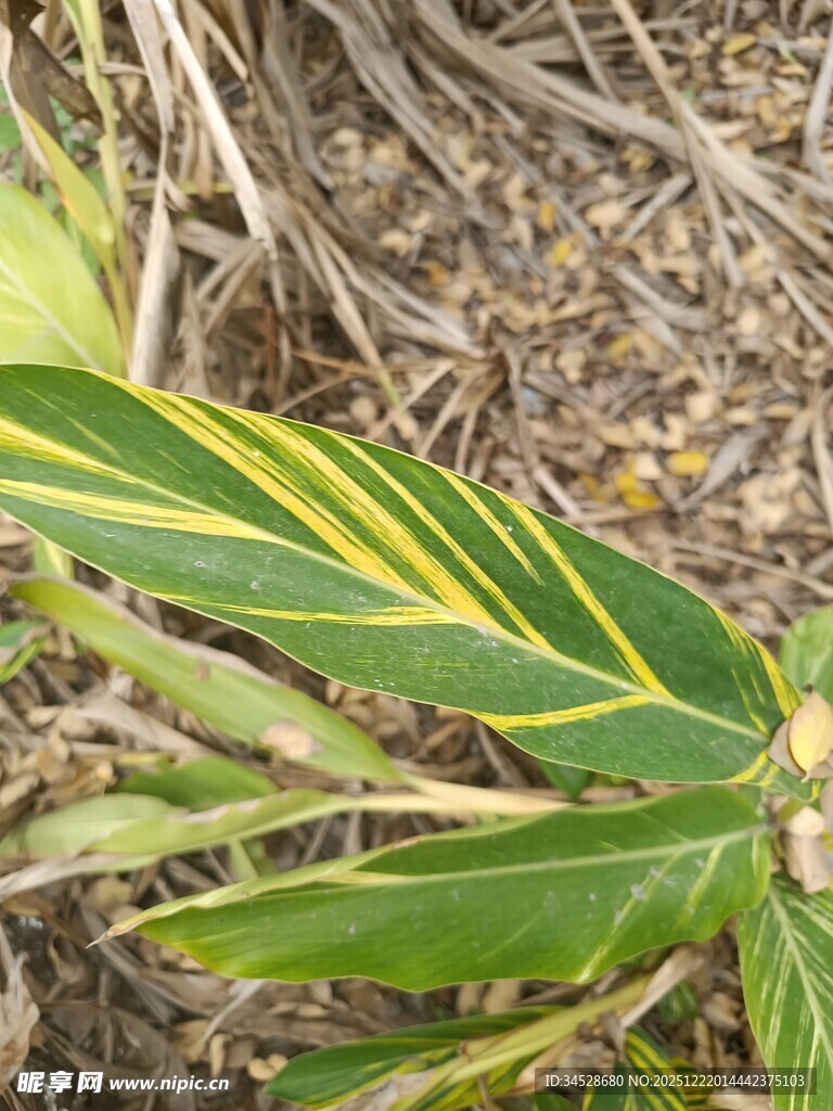 黄绿条纹叶片植物特写