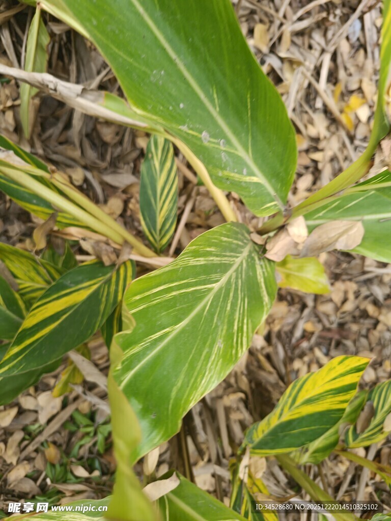 黄绿相间叶片的植物