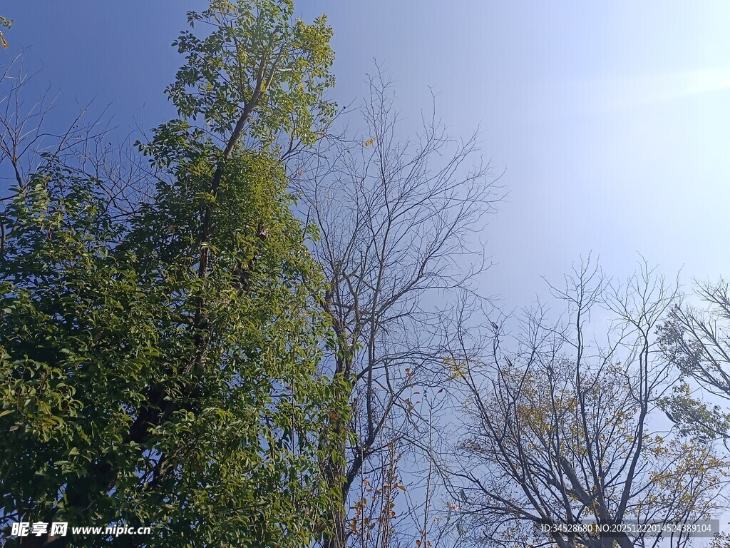 蓝天绿树间的自然景致