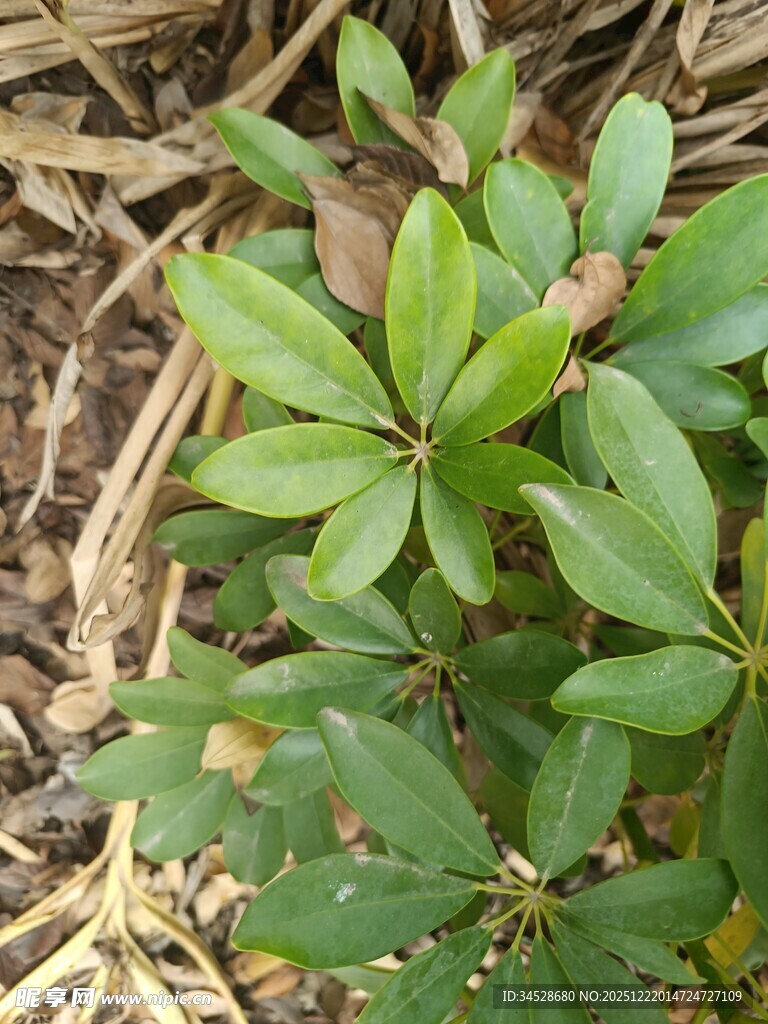 绿叶植物近景特写
