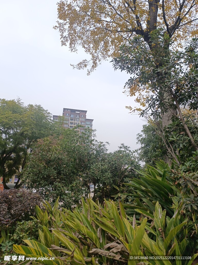 园林景致中的繁茂绿植