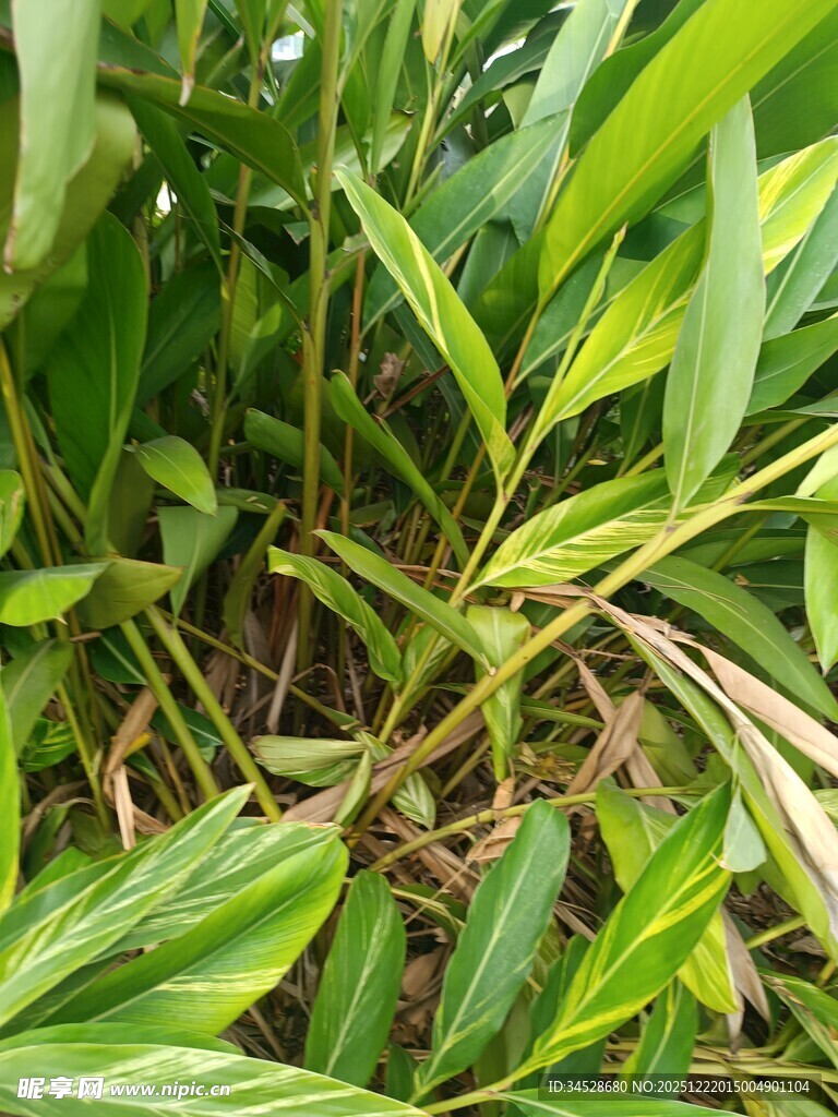 翠绿繁茂的热带植物景观