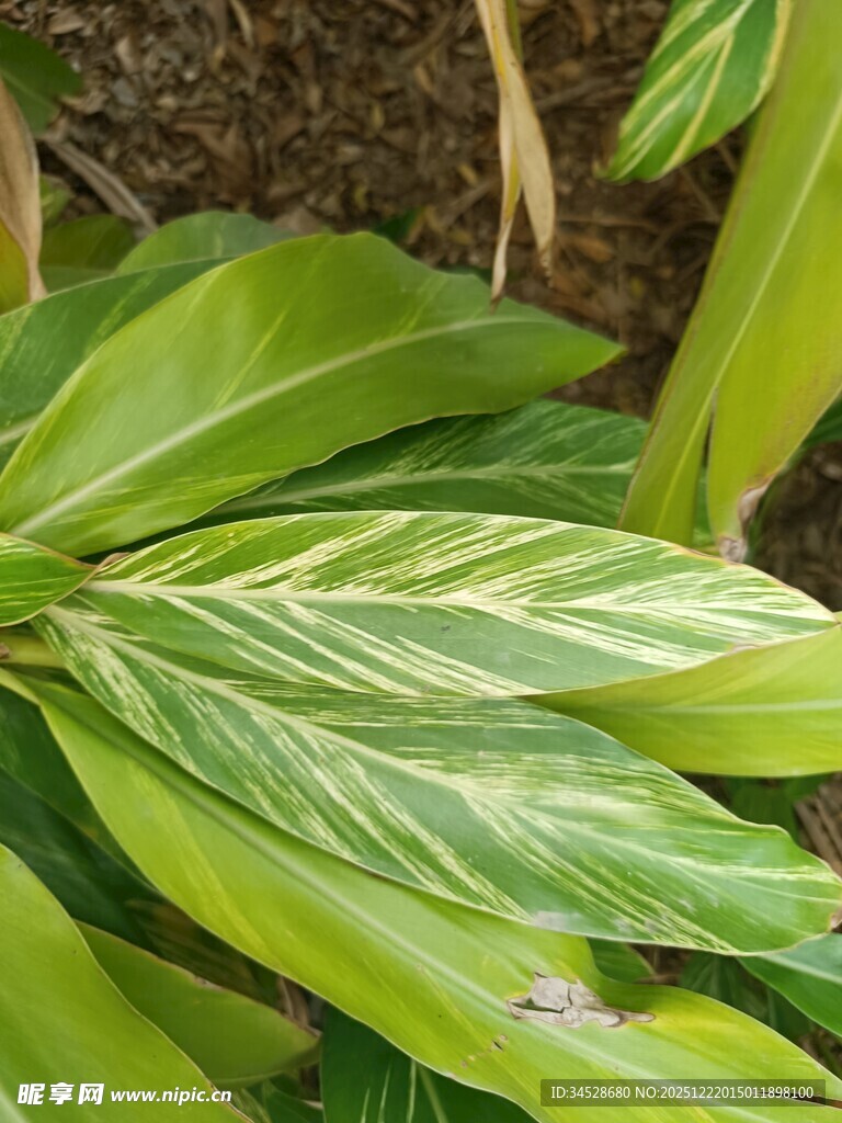 翠绿条纹叶片特写