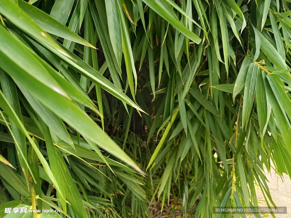 翠绿竹叶特写