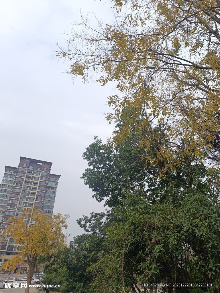 城市中树木与高楼景观