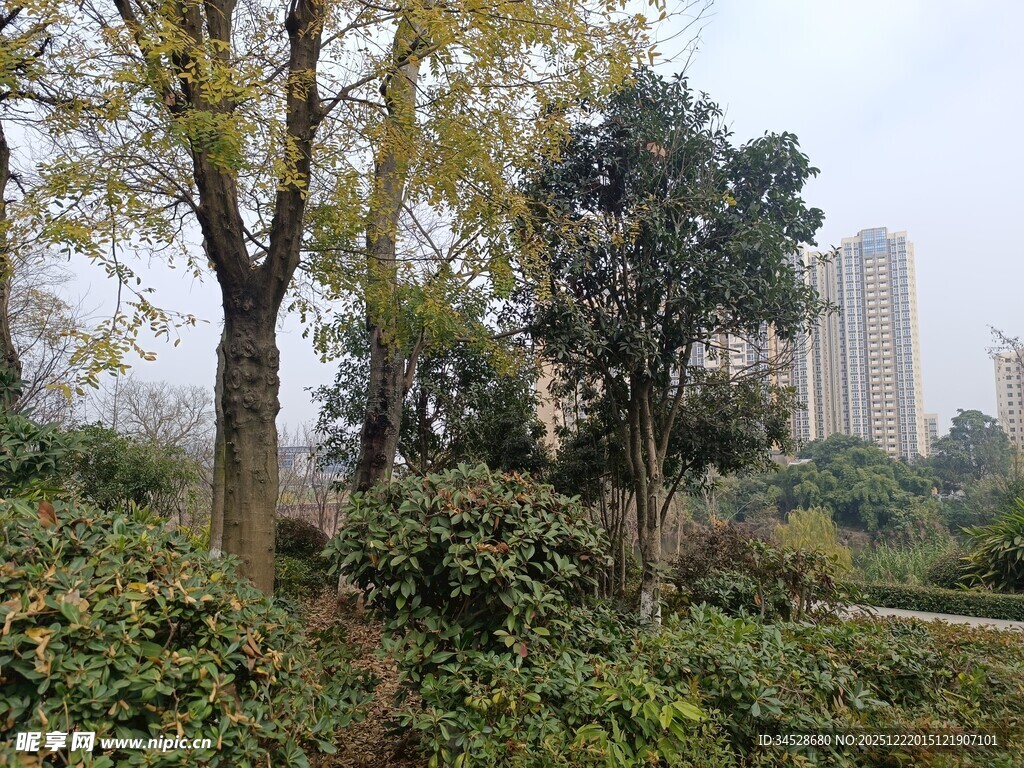 城市中的自然绿植景观