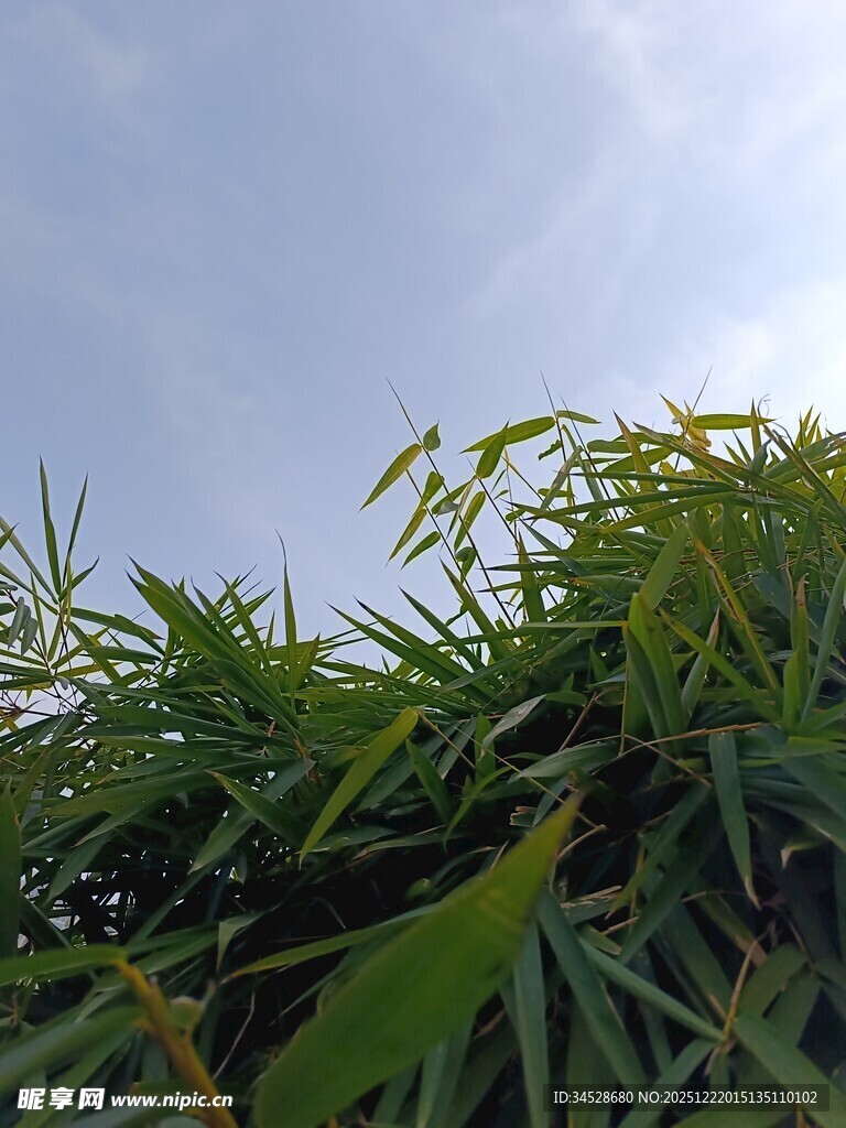 翠绿竹叶与蓝天相映