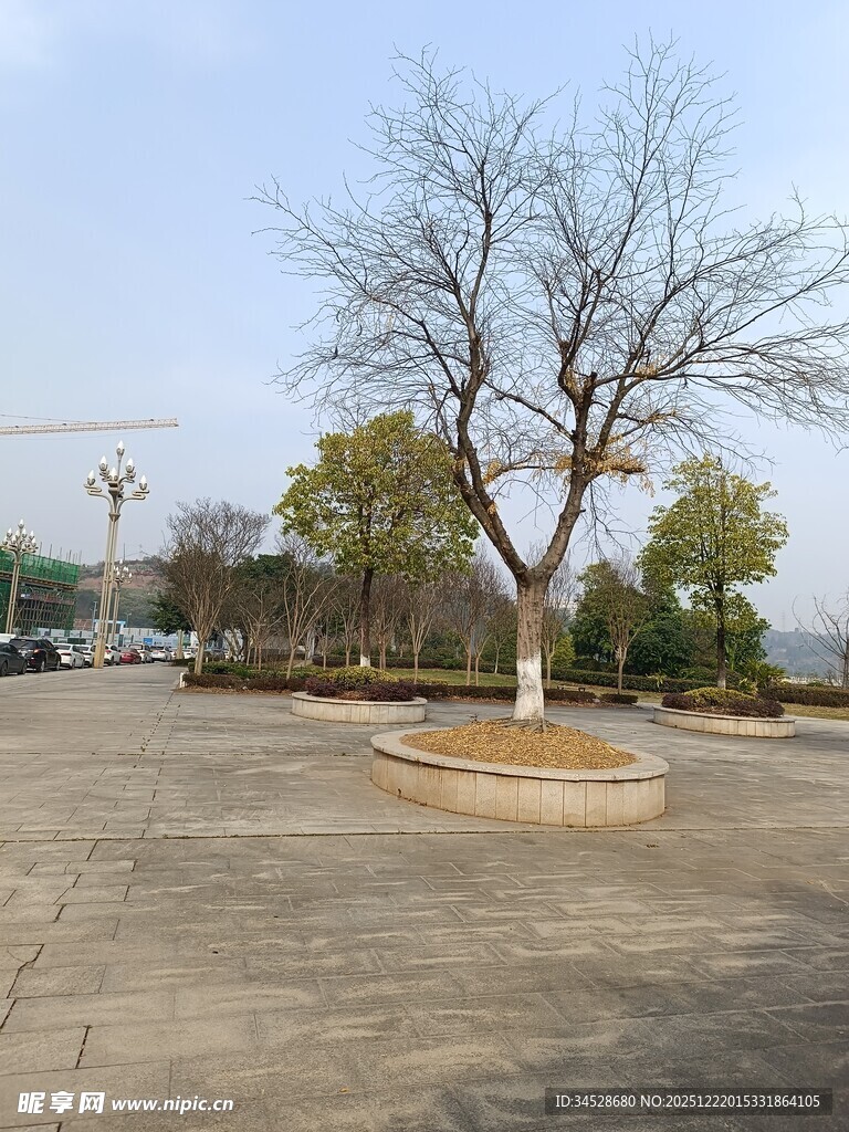 广场上的单棵光秃之树