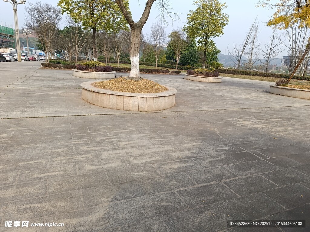 空旷广场中的圆形树池