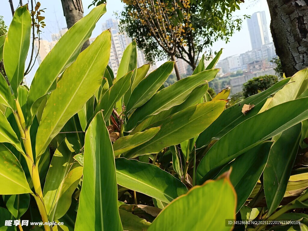 翠绿植物叶片特写