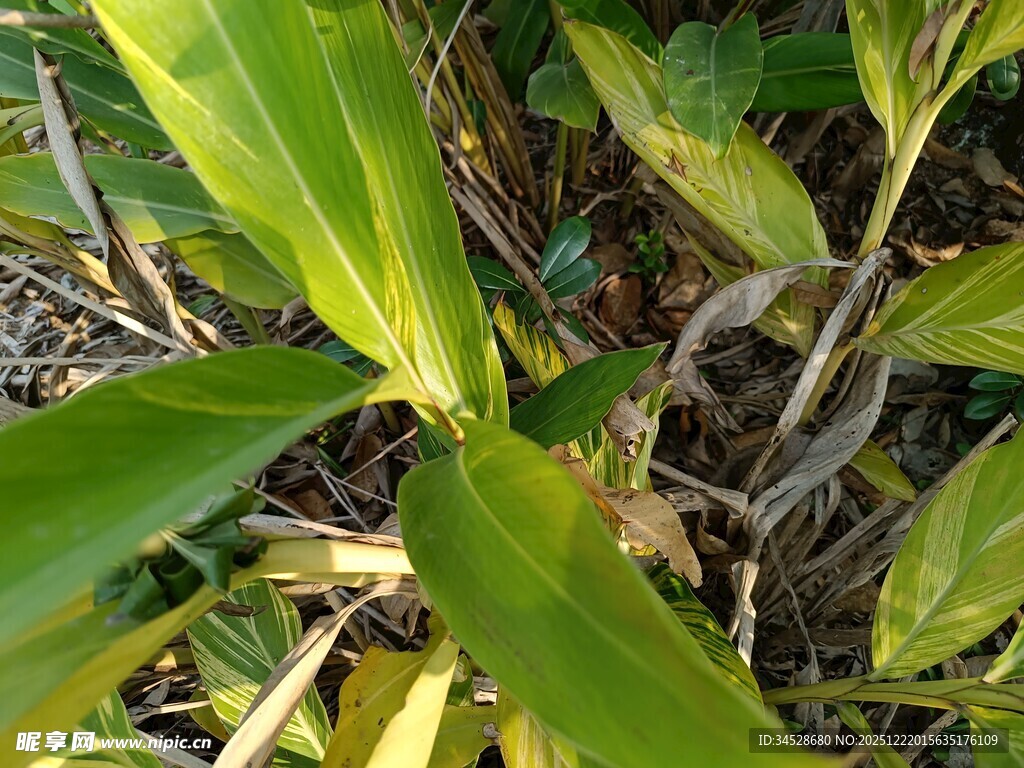 翠绿植物叶片特写