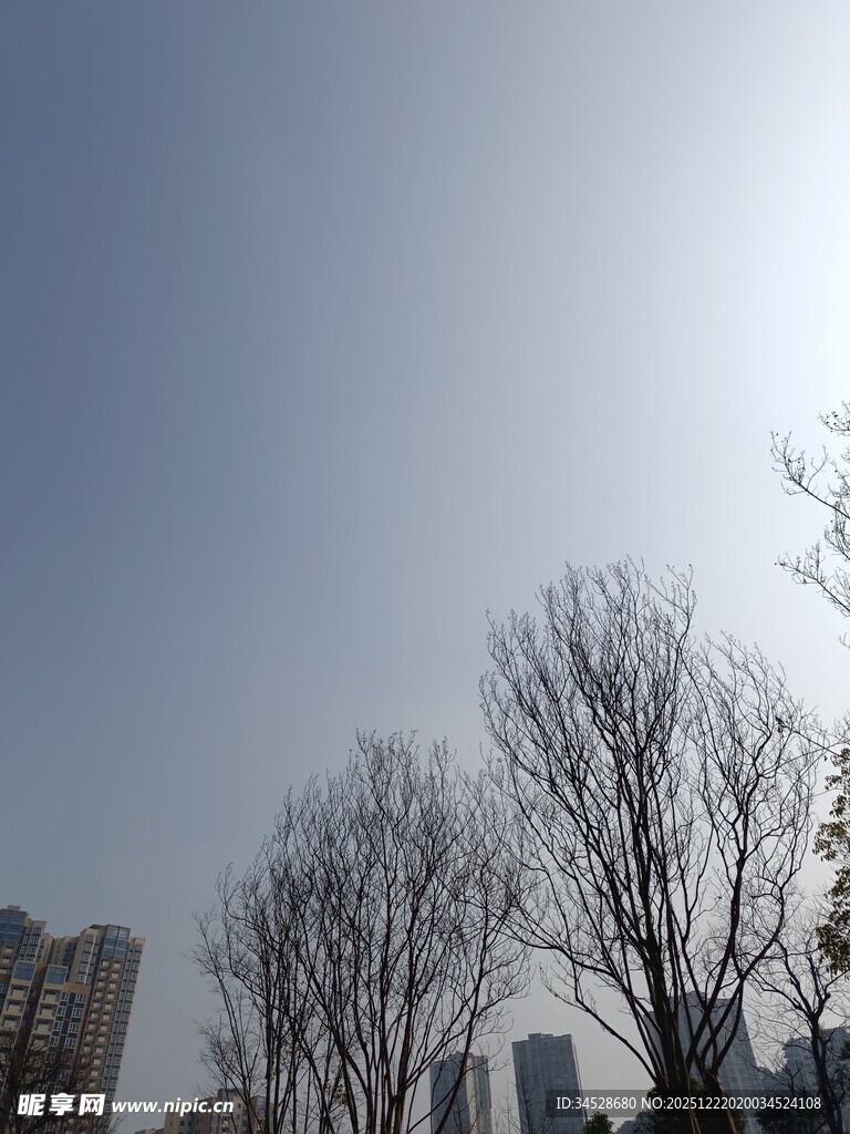 冬日城市中光秃树木景象