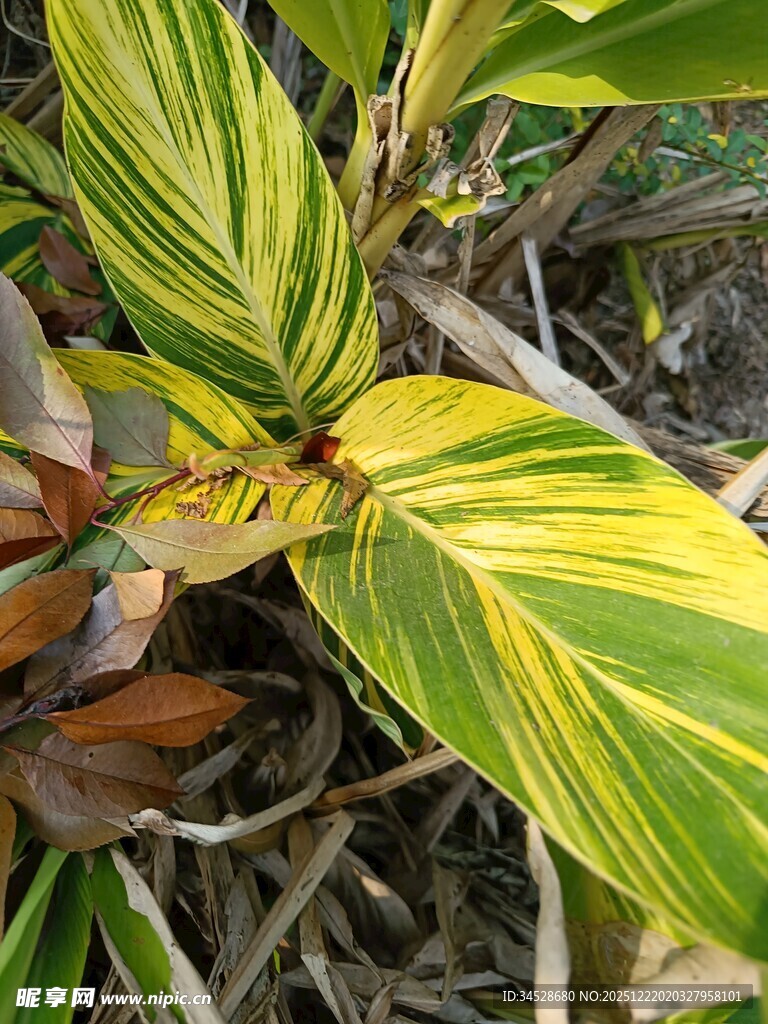 黄绿条纹叶片植物特写