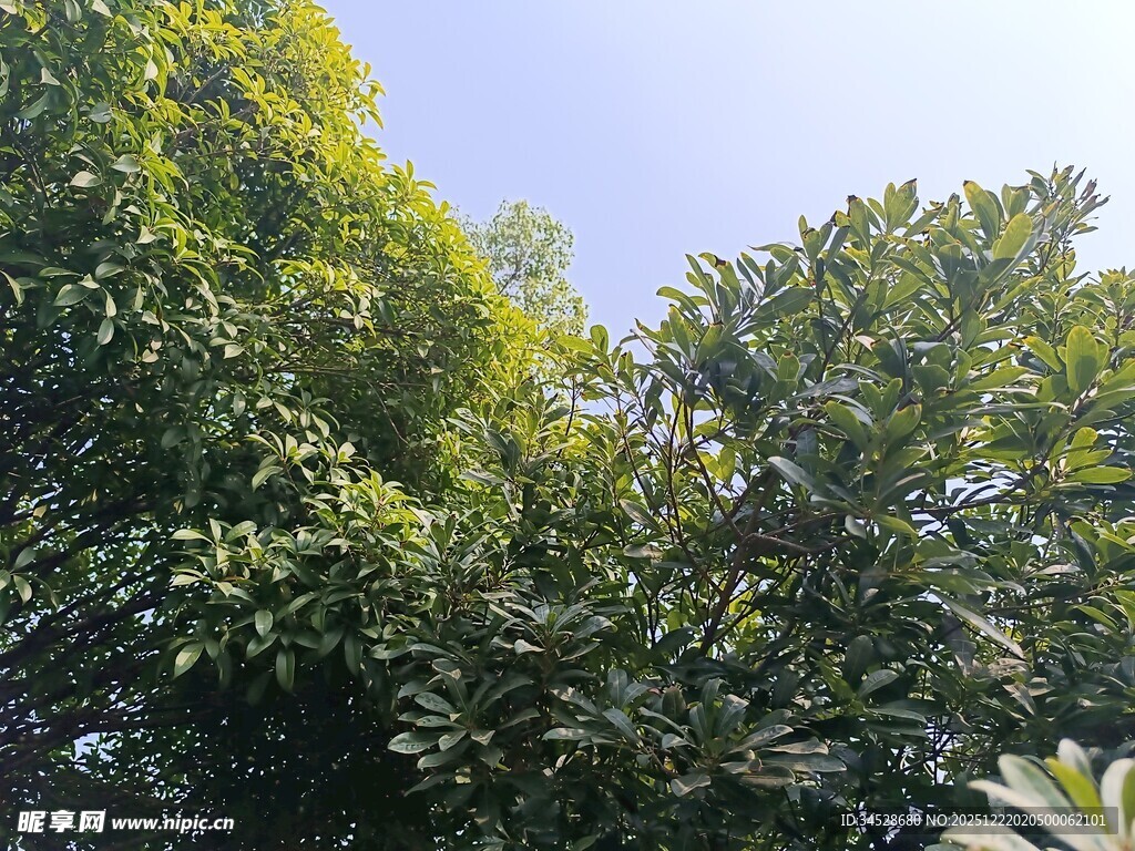 繁茂绿树映衬蓝天