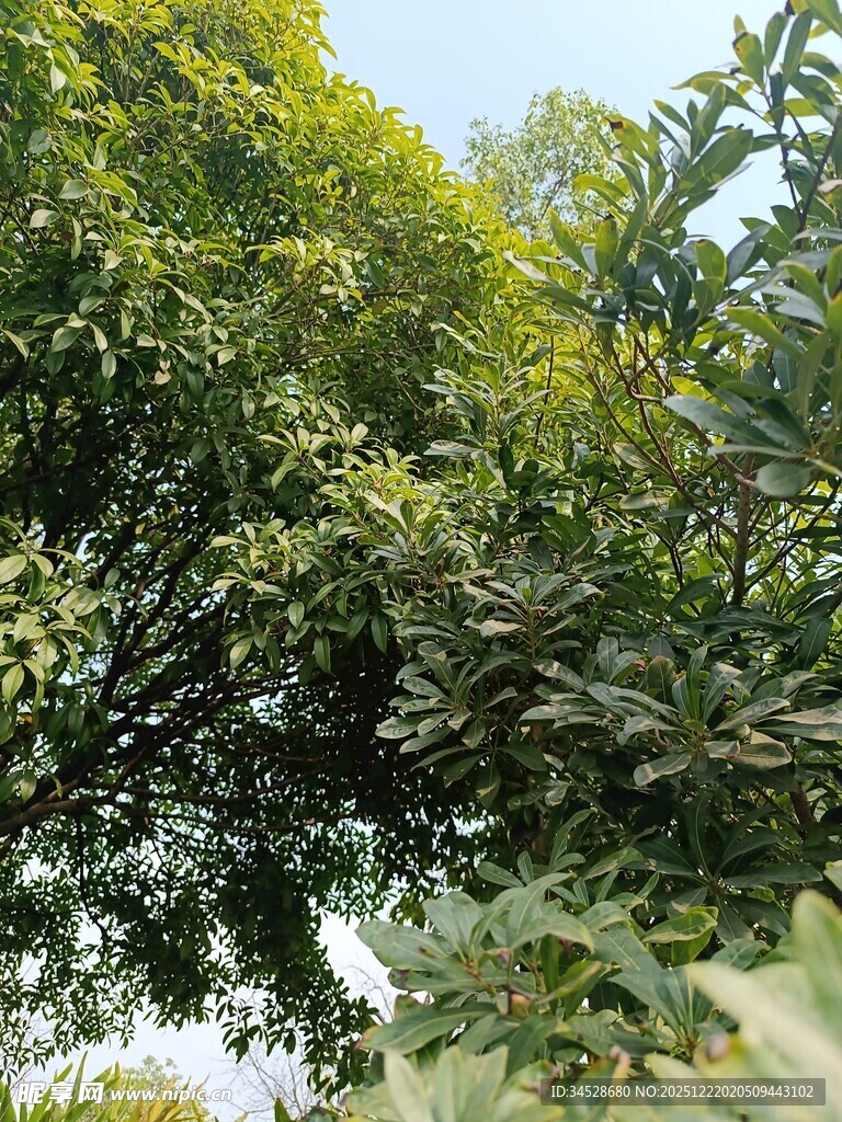 繁茂绿树展现自然生机