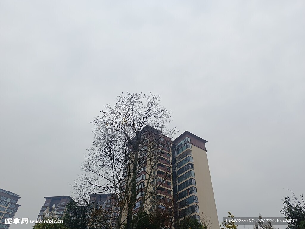 高楼旁的树木与阴沉天空