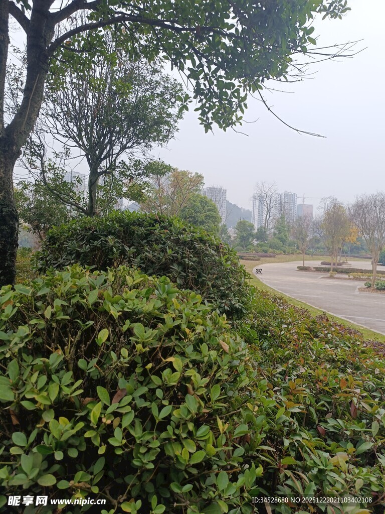 林间灌木丛与蜿蜒小路