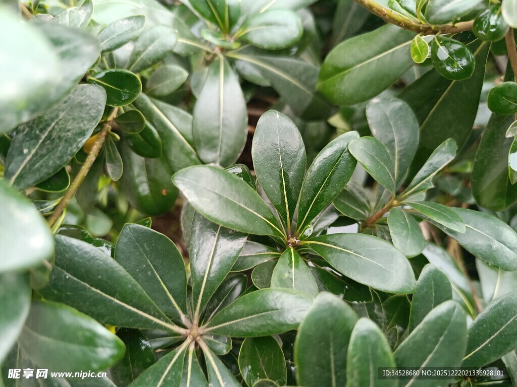 绿叶丛生的植物景观