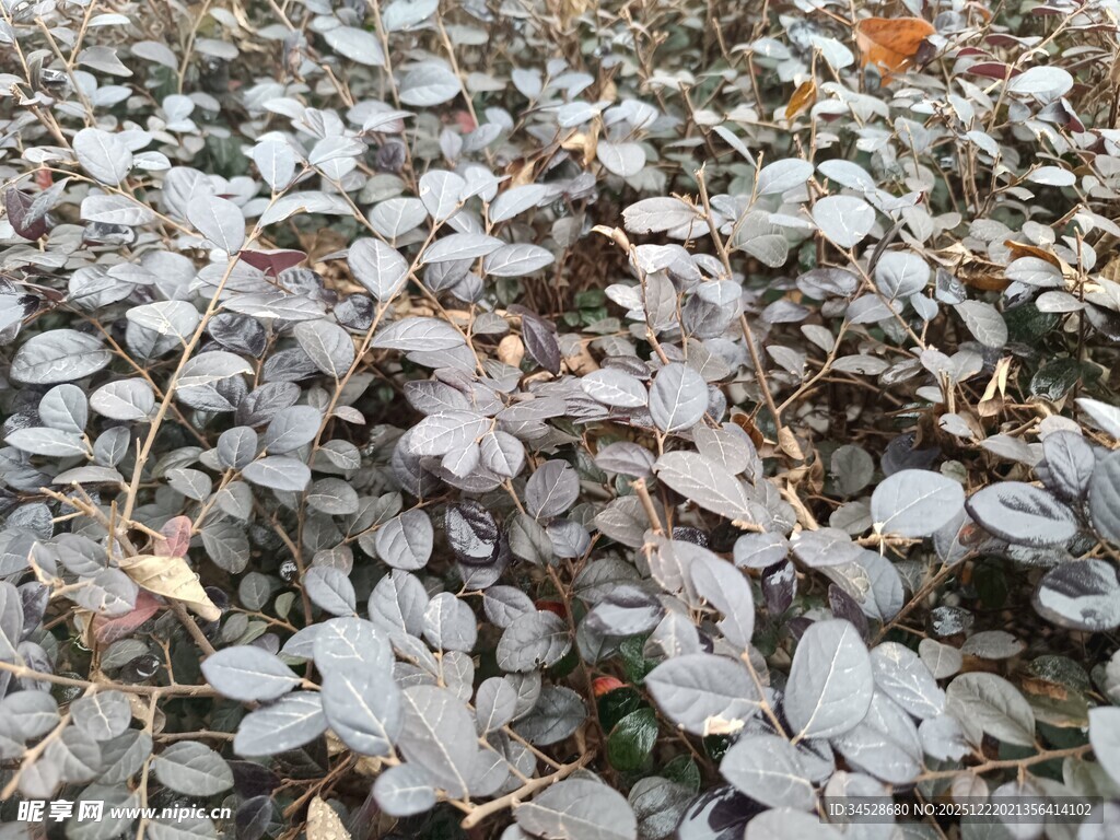 地面散落的枯叶